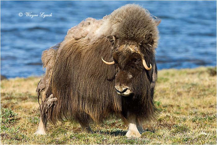 Muskox 123 by Dr. Wayne Lynch &copy;